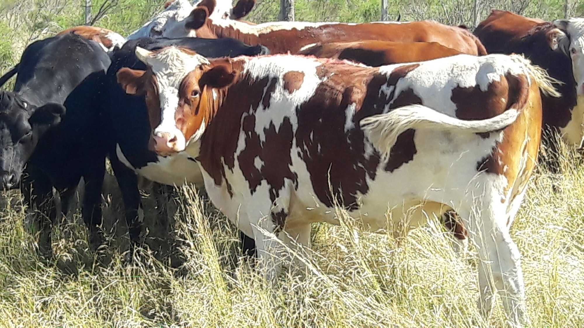 Comienza la vacunación contra fiebre aftosa